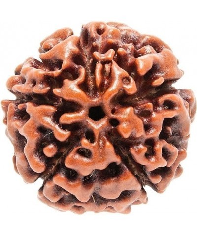 Certified Original Nepali 108+1 Rudraksha Mala for Wearing and Japa Mala 3 Mukhi Rudraksha Mala $13.05 Necklaces